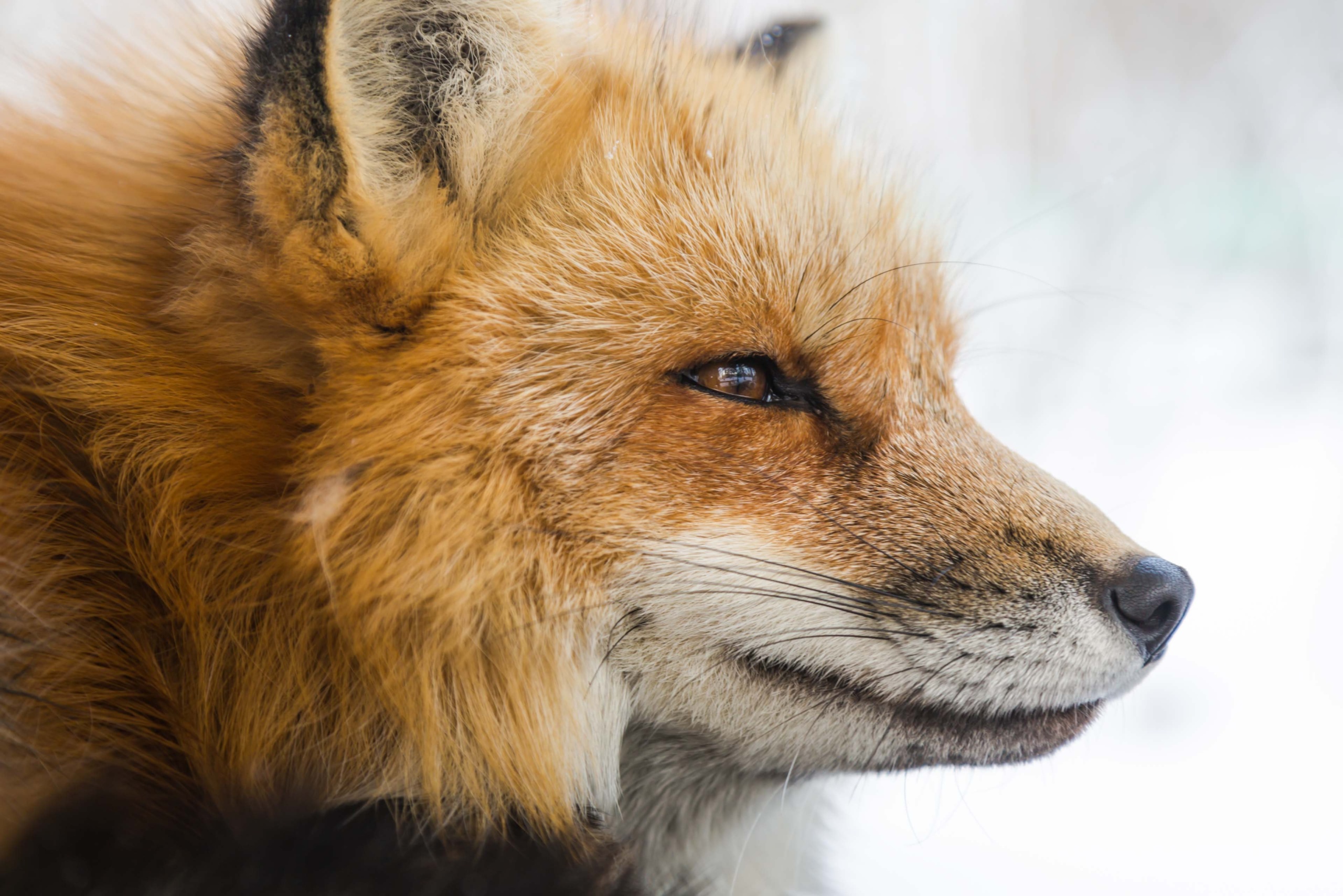 a fox face, popular in the united kingdom